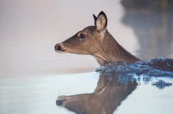 atraversso:All Wet by gseloff on Flickr.