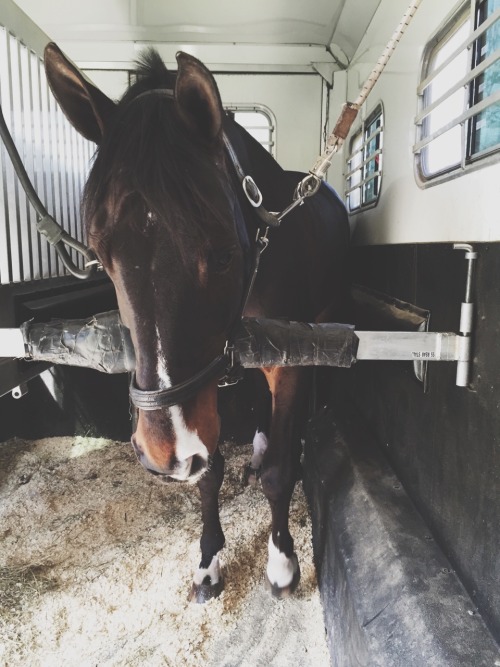 jumper-bitch:  grey-gelding:  let’s just say I really really really love this horse  he’s really really really cute tho  I love love love that face marking