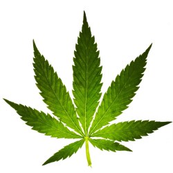 neurosciencestuff:  Cannabis: World-renowned