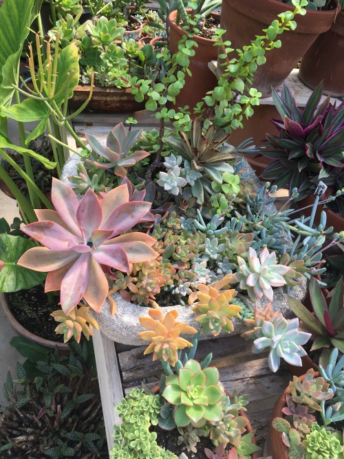 feeelingalright: Absolutely wild arrangement at Blackfarms nursery