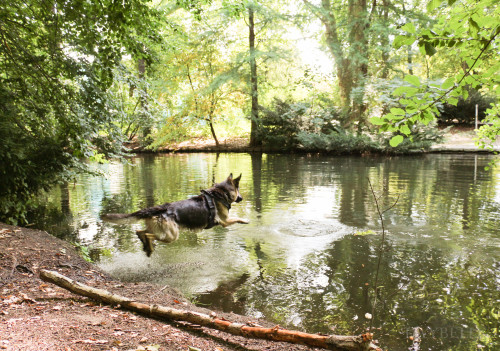 swimming dogs