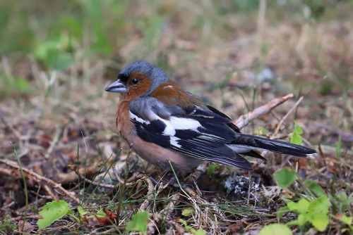 Common chaffinch/bofink.