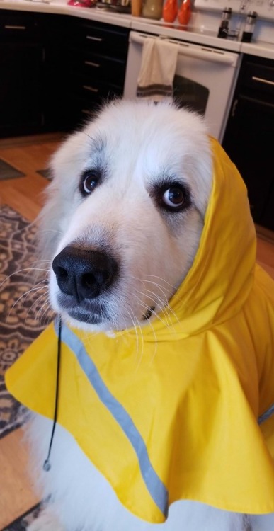 doggopupperforpres - Do I have to wear this? The other dogs...