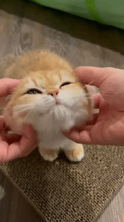 daily–cats:  Aww look at this baby