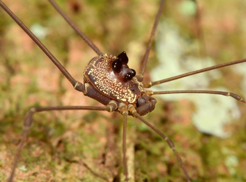 captain-price-official:onenicebugperday:Harvestmen (Arachnida, Opiliones) photographed by Art Anker 