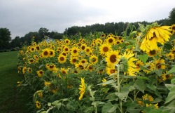  i love sunflowers so much 