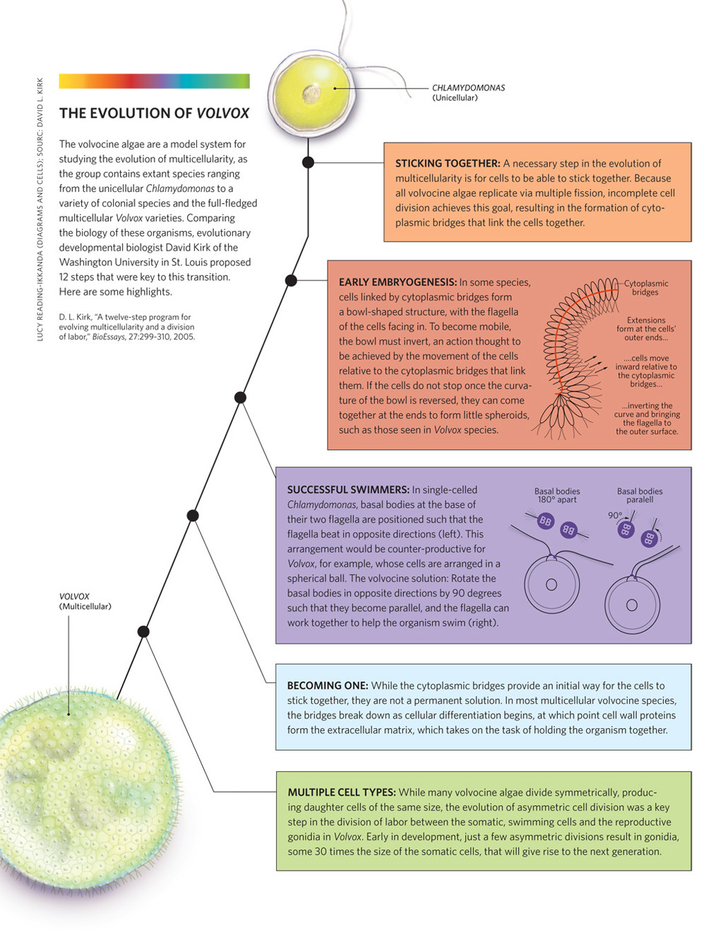 From Simple to Complex, The Evolution of Volvox. Credit: Lucy Reading-Ikkanda (diagrams and cells); Source: David L. Kirk