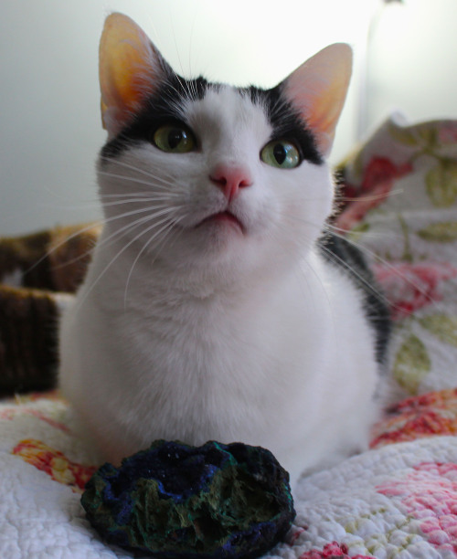 alrnalexia: geologycat: GeologyCat gets introspective with a gorgeous sample of azurite. @ja-khajay