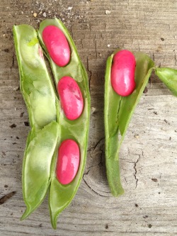 ediblegardensla:  A farmer once told me that nature doesn’t make bad colors only people do.  Here are freshly harvested runner beans in all of their glory.  This photo is not retouched in any way, these are the bean’s true colors.  Magic. 