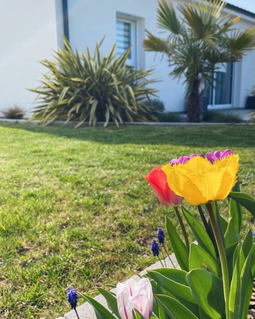  Hello par ici ! Vous avez passé un bon week-end ? Ici, comme vous l’avez vu en story, c’était plant