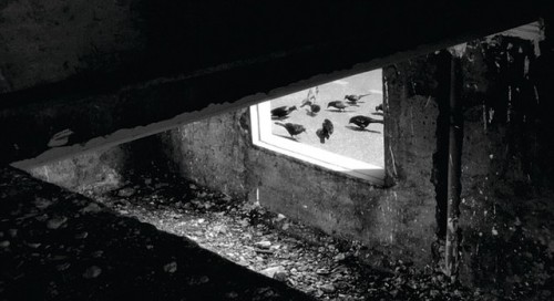 manybirdsfromthetreeoflife: 24 Frames is an experimental project made by filmmaker Abbas Kiarostami 