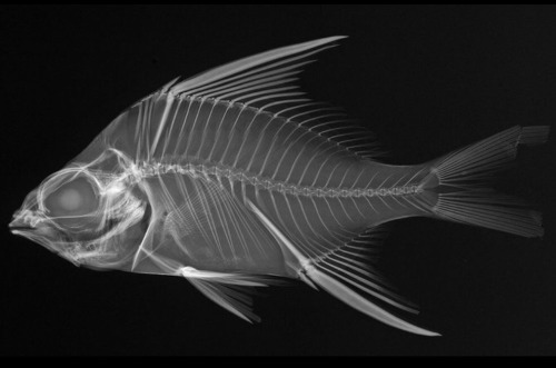 vet-trek:    When Scientists Get Accidentally Artsy  A new exhibit at the Smithsonian’s National Museum of Natural History lies right at the intersection of art and science, showcasing the inherent beauty of skeletons — that is, fish skeletons.