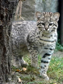 Geoffroy’s Cat (via usikn)