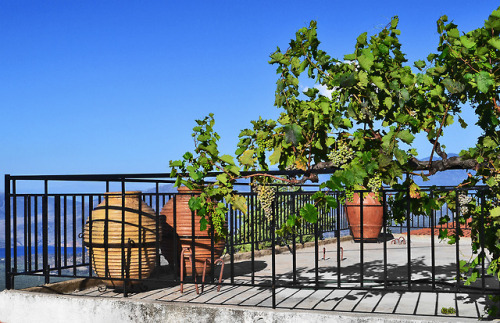 Terrace with the grapes, Delphi - GreeceDelphi | Greece | Sea