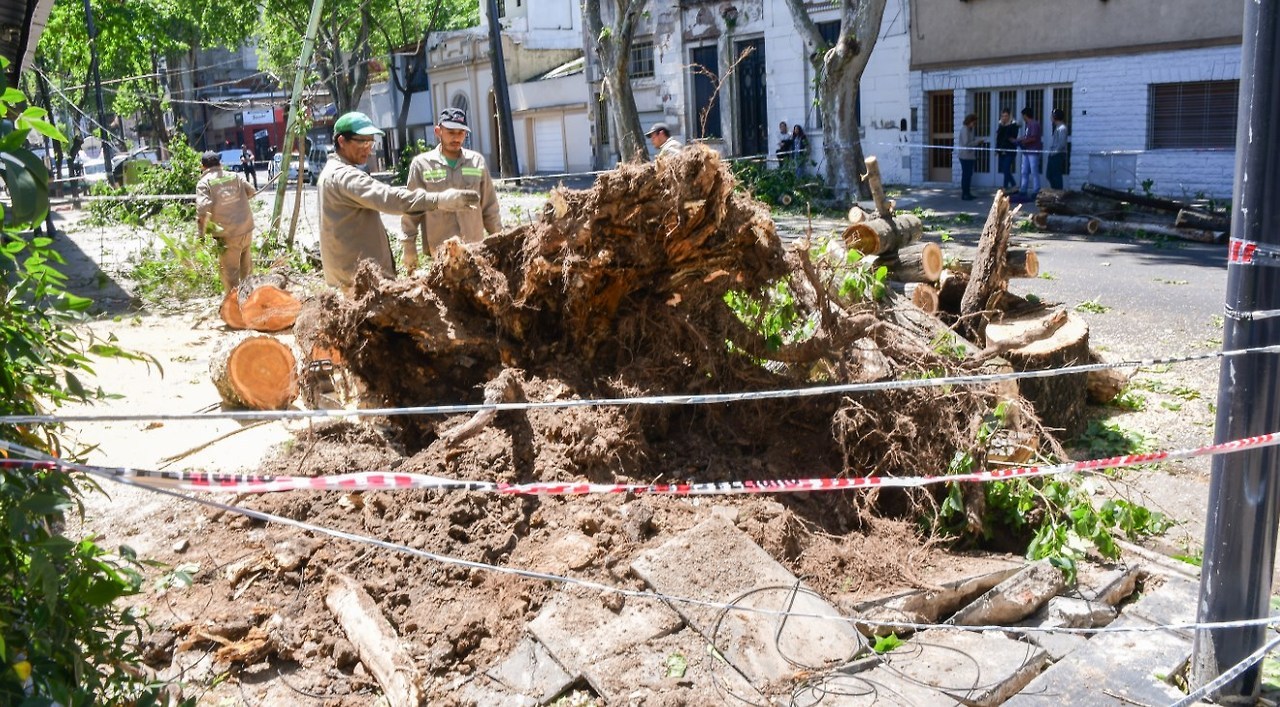 TEMPORAL. Operarios y vecinos de la ciudad de La Plata y de Buenos Aires observan las consecuencias de la fuerte tormenta ocurrida en la noche del miércoles 19 de octubre de 2017. Mas de 100 árboles caídos, daños en automóviles y cortes de luz que...