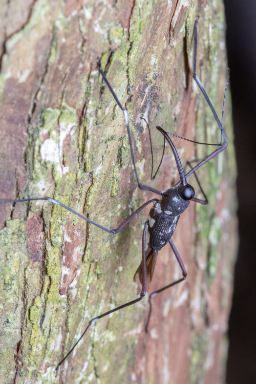 onenicebugperday:Stilt weevil, Talanthia phalangium, Conoderinae Found in Southeast AsiaPhotos 1-6 b