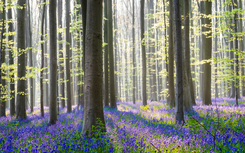 bmuqa: Magical Forest April 2019, Belgium