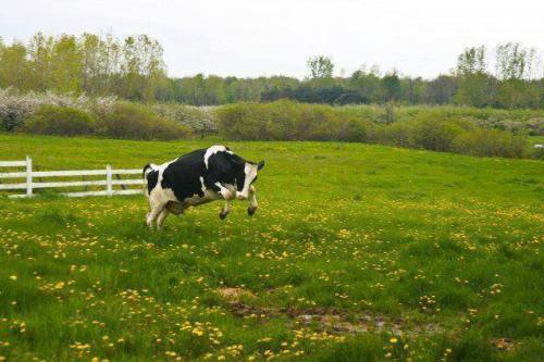 gilraentelrunya:A happy and free cow.
