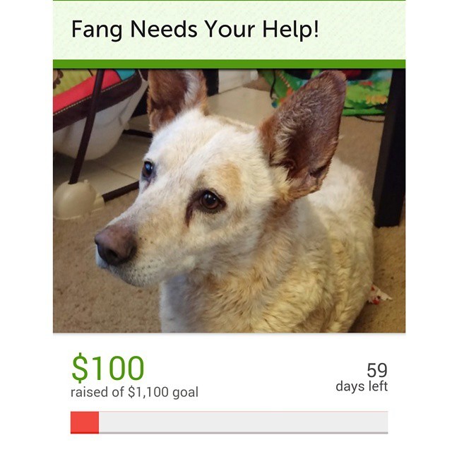 ph-double-d:  ph-double-d:  Hey guys! Our newly rescued dog Fang needs a couple of