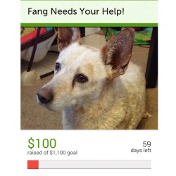 Ph-Double-D:  Ph-Double-D:  Hey Guys! Our Newly Rescued Dog Fang Needs A Couple Of