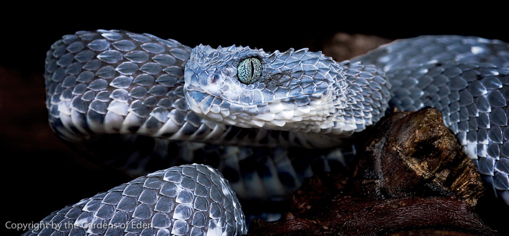 Because nobody 𝑒𝑣𝑒𝑟 suspects the butterfly — nurturing-nymph: Atheris  squamigera, common