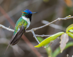 fairy-wren:  Horned Sungem. Photos via surfbirds 