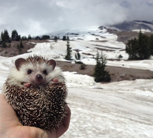 wonderous-world:  Biddy is a 2-year old male African Pygmy hedgehog who goes on amazing adventures with the help of his people parents Thomas and Toni. He goes all over the place and if you want to see more of him and his travels check out his Instagram!