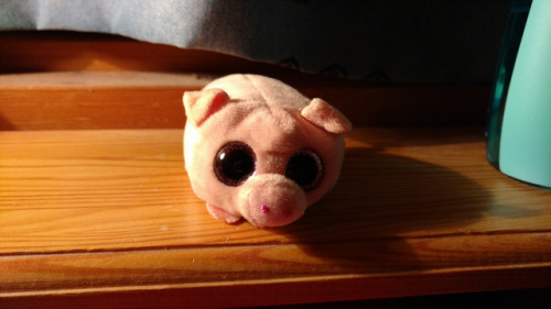 Zach the pigletGot a little piglet at the book fair today, I’ll call him Zach, and a couple of books like Norse Mythology by Neil Gaiman