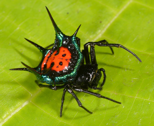 onenicebugperday:  Metallic spiny orbweaver, Gasteracantha scintillans, Solomon IslandsPhotos b