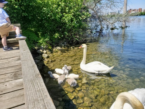 Mute swan cygnets at ~ 10 days old. Ashbridge’s Bay Park