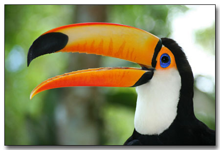 noelfieldingnoelfielding:  tupacabra:  liluminati:  toucans freak me out cus thats like THERI WHOEL MOUTH  without it its just   NYELLO  there will come a day when i will stop reblogging this, but today is not the day. 