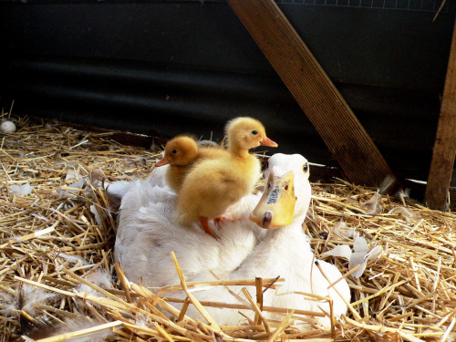 showyourrose:This makes nine ducks running around now. My backyard just became a whole lot cuter t