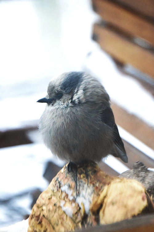 Candy. Canada jay. Summit County, Colorado. Photo by Amber Maitrejean