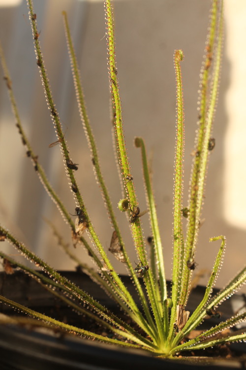 Drosophyllum lusitanicum, the Portuguese Sundew or “Pina Babosa”. This sticky carnivorous plant is a