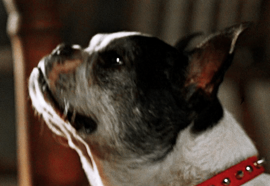 albert-vvesker:DOGS IN HORRORZowie in Pet adult photos