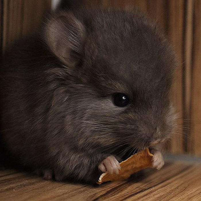 awesome-picz:  Baby Chinchillas That Will Melt Your Heart.