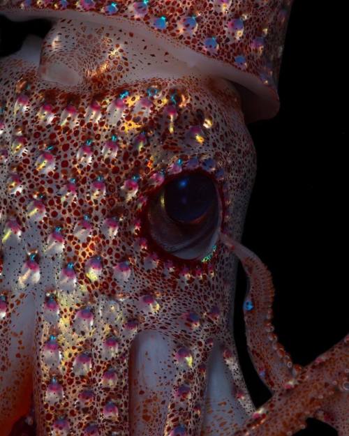 biitumen: apolonisaphrodisia: A large strawberry squid, one of three caught on the last trawl of the