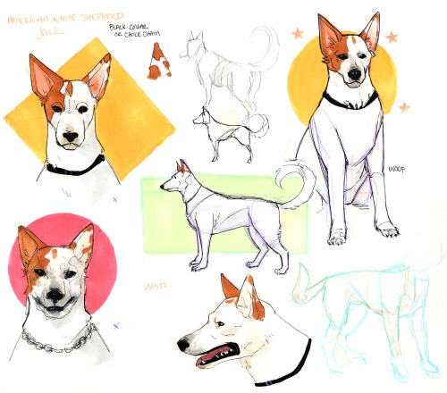 ( ˊᵕˋ )♡.°⑅More dog studies of Will’s little pack, this time Jack who is supposedly a mutt, but is v