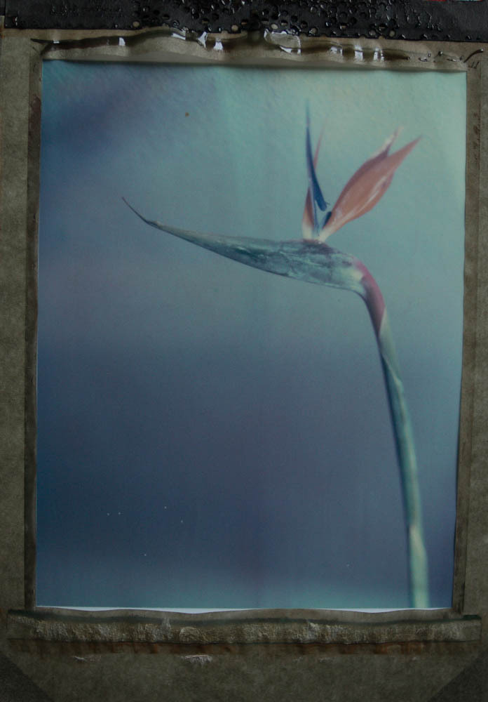 a strange bird
Camera: Plaubel Peco Profia, Film: Polaroid 59, 4x5