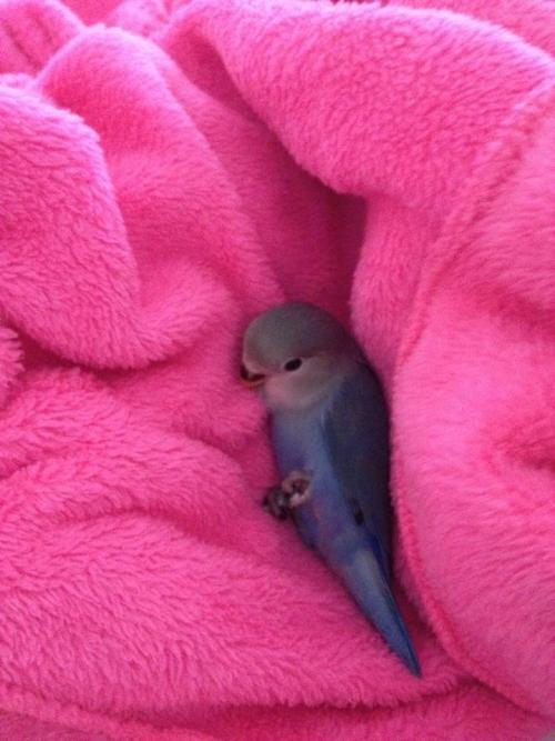 importantbirds: birb has forgets how to do the footsies juts gotta… wigglers, gets a comfory&