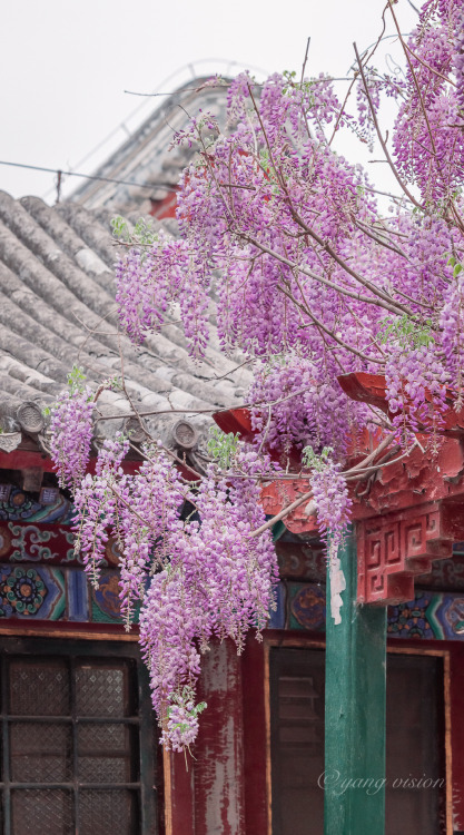 fuckyeahchinesegarden:wisteria blossoms in summer palace by 视觉影像杨