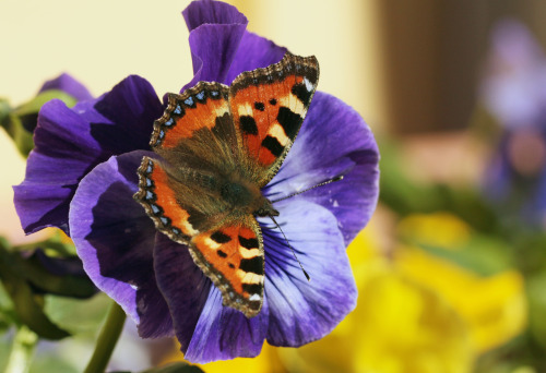 Small tortoiseshell/nässelfjäril (Aglais urticae L.)