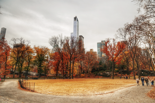 Living Autumn in Central ParkNew York, Nov 2015c. ilaria filippi