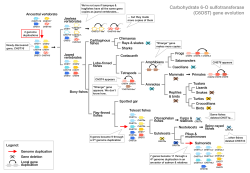 Finally out in Genome Biology and Evolution! Our new paper on the evolution of carbohydrate 6-O sulf