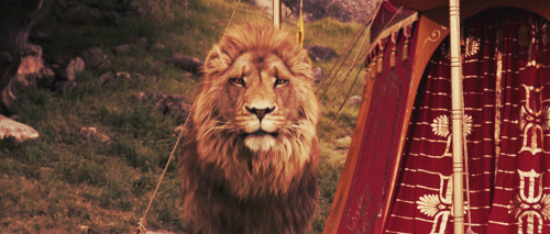 pevensieing:  Though it was bright sunshine everyone felt suddenly cold. The only two people present who seemed to be quite at their ease were Aslan and the Witch herself. It was the oddest thing to see those two faces - the golden face and the dead-white