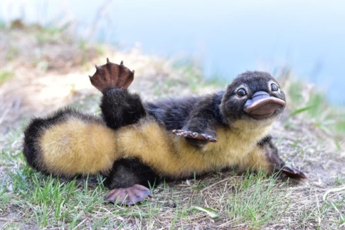 lemonsharks: sappyassmemes: just wanted to share this baby platypus Nothing is allowed to be this cu