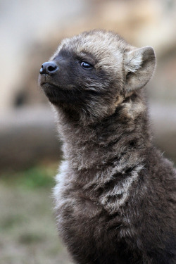 howtoskinatiger:  Hyena cub by zoofanatic