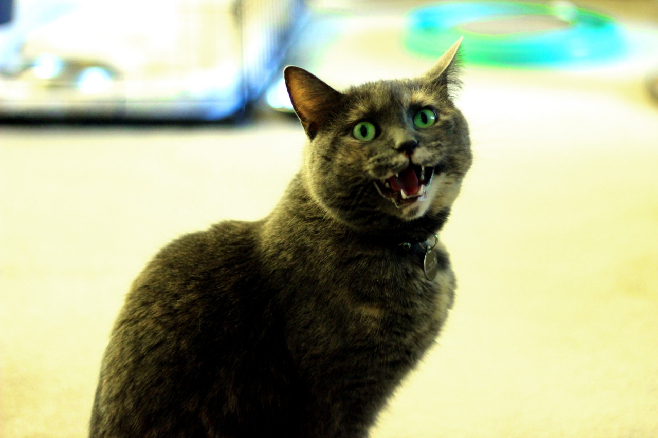 refurbthecat:  good-old-judas:  refurbthecat:  (robotic voice) At the sound of the