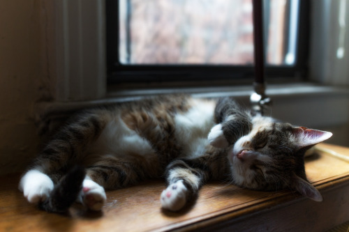 Cat passed out on the heater by Peter Habbit