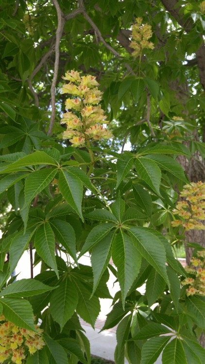 Aesculus glabra is in the family Sapindaceae. Commonly known as Ohio buckeye, it is native to the mi